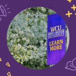 WCU Logo on a purple banner over the words Learn More.